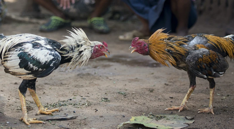 Popular Cockfighting Types Of Play In 49JILI